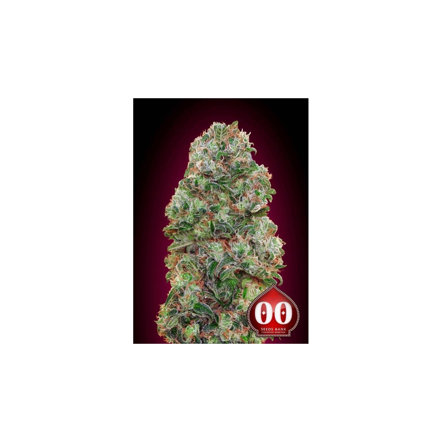 Bubble Gum Feminizada de 00 Seeds