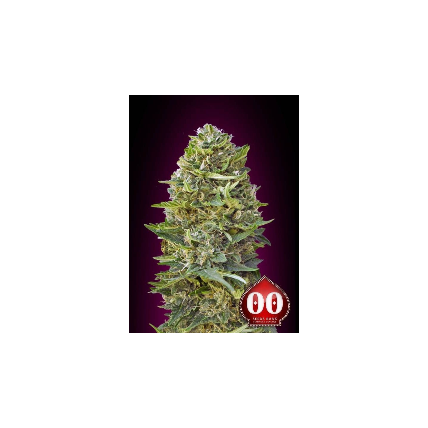 Caramel Kush Feminizada de 00 Seeds