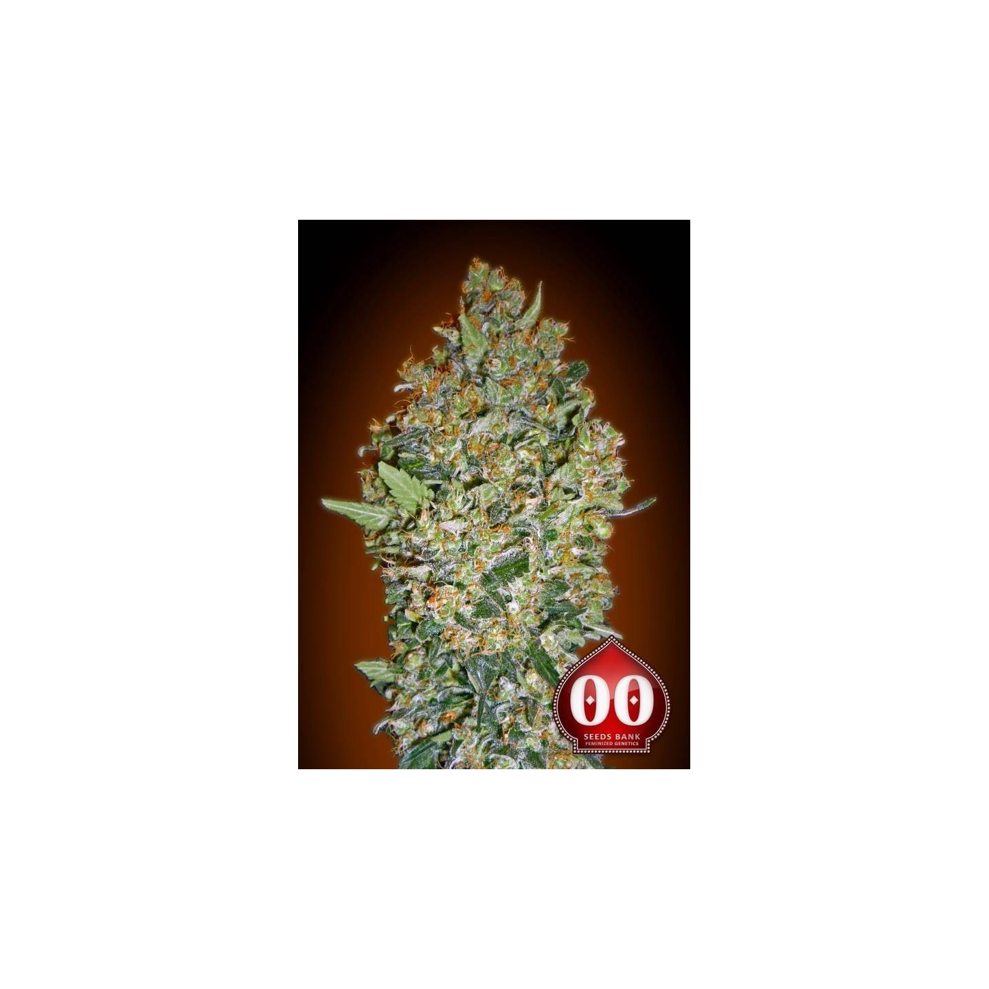 Cheese Berry Feminizada de 00 Seeds