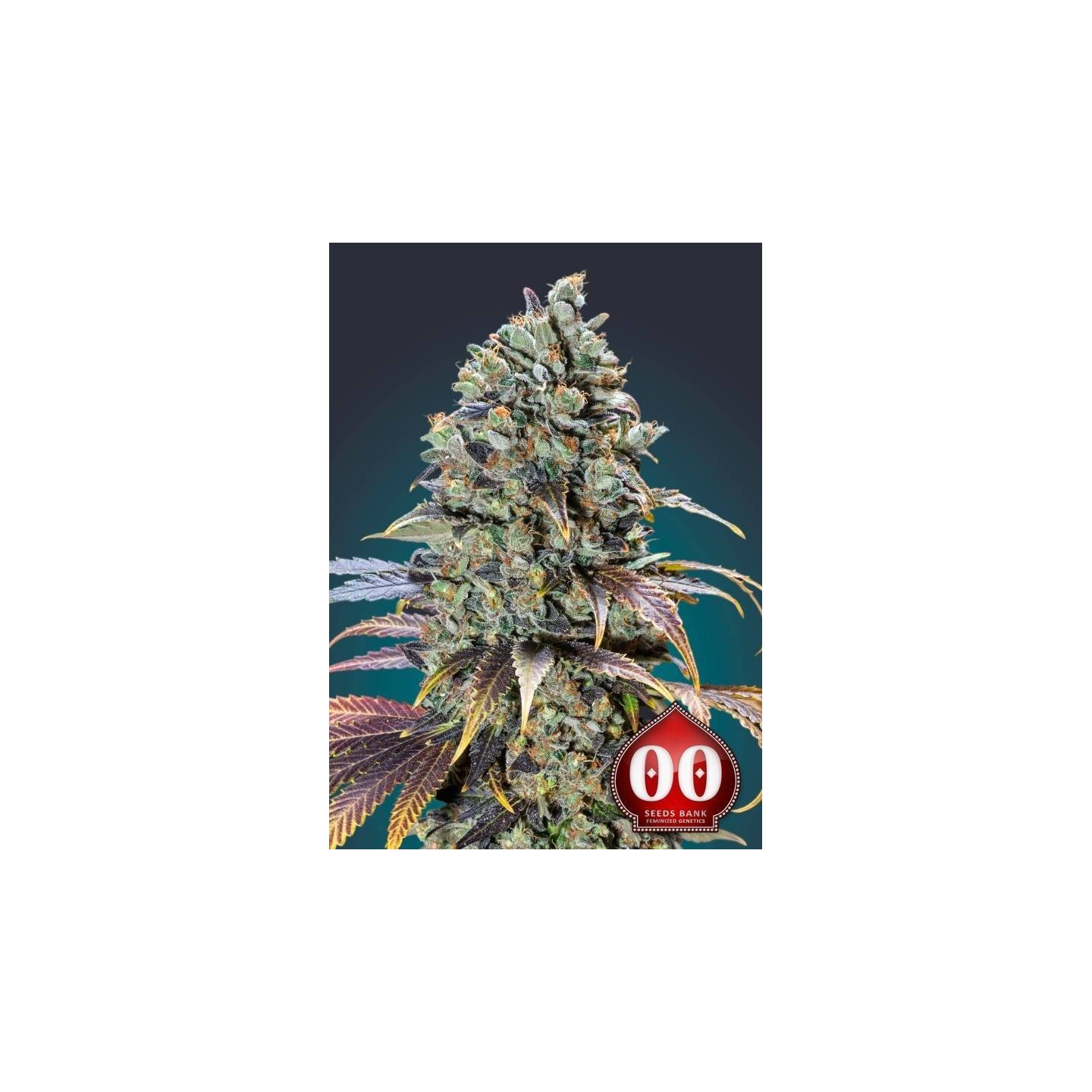 Chocolate Cream Feminizada de 00 Seeds