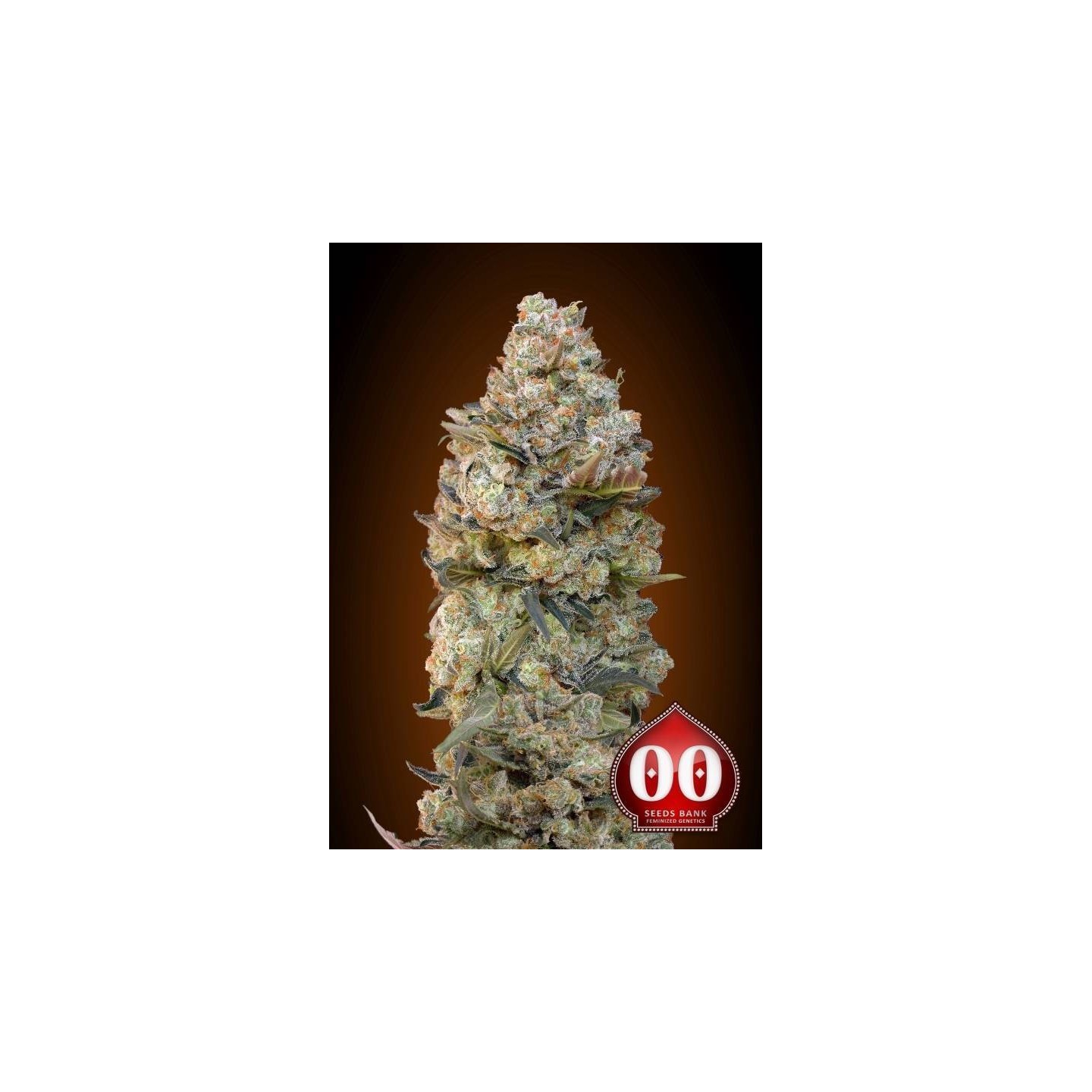 Chocolate Skunk Feminizada de 00 Seeds