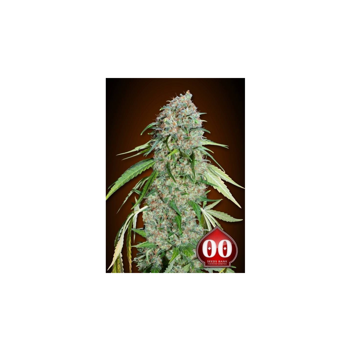 Chocolate Skunk CBD Feminizada de 00 Seeds