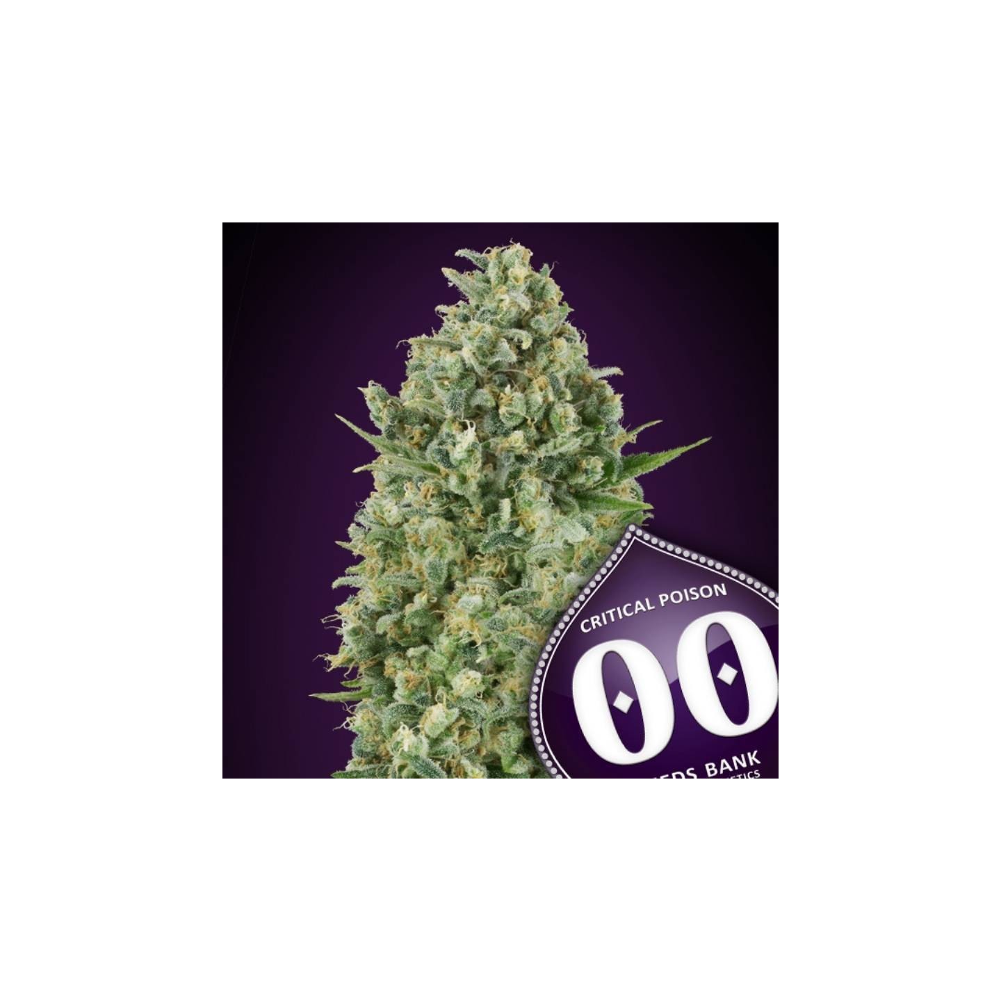 Critical Poison Feminizada de 00 Seeds
