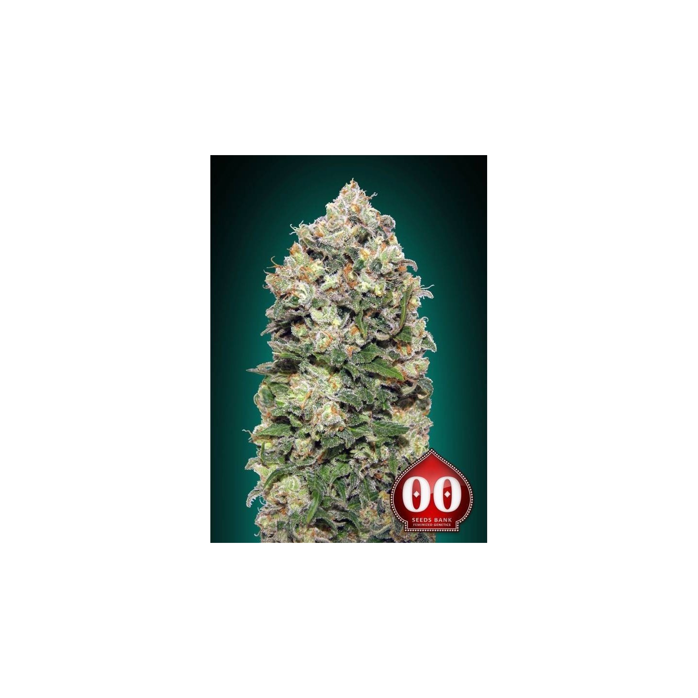 Northern Lights Feminizada de 00 Seeds