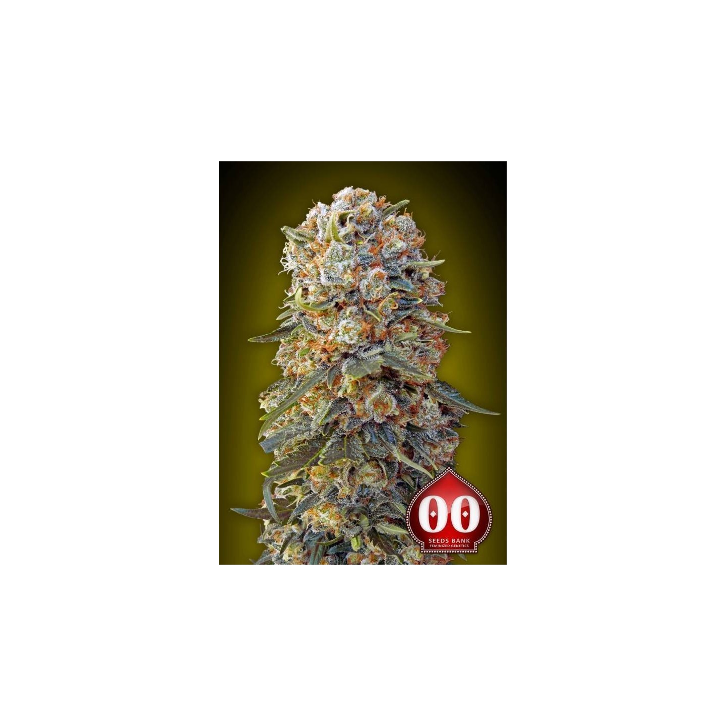 Sweet Critical Feminizada de 00 Seeds