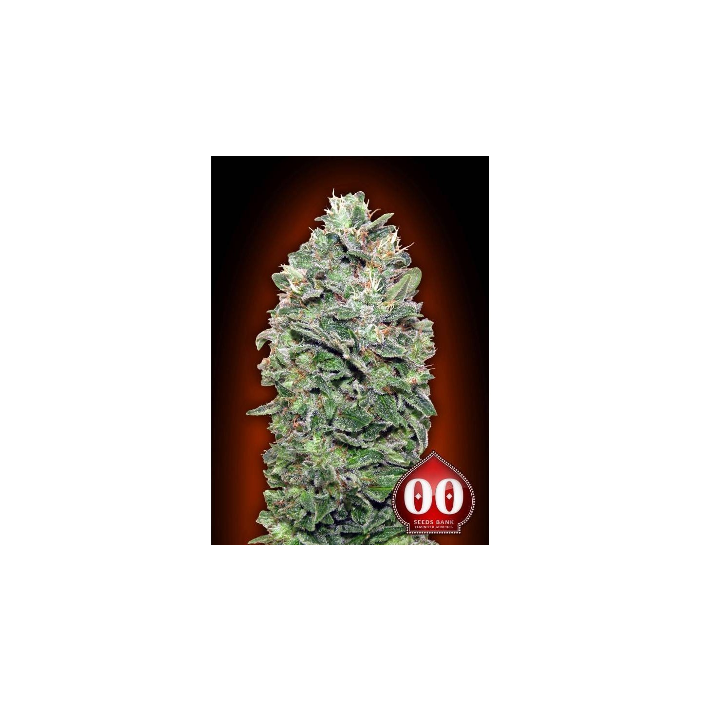 Sweet Soma Feminizada de 00 Seeds