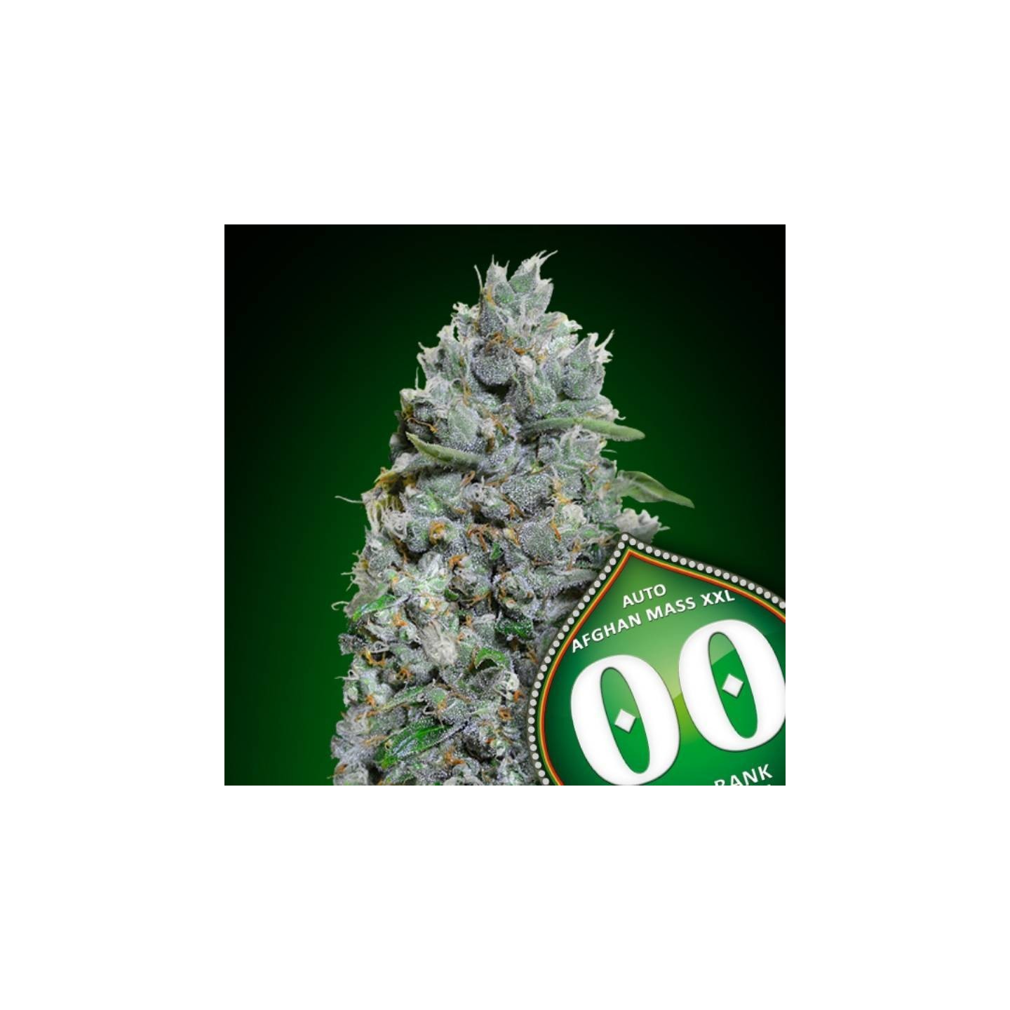 Afghan Mass XXL Autofloreciente Feminizada de 00 Seeds