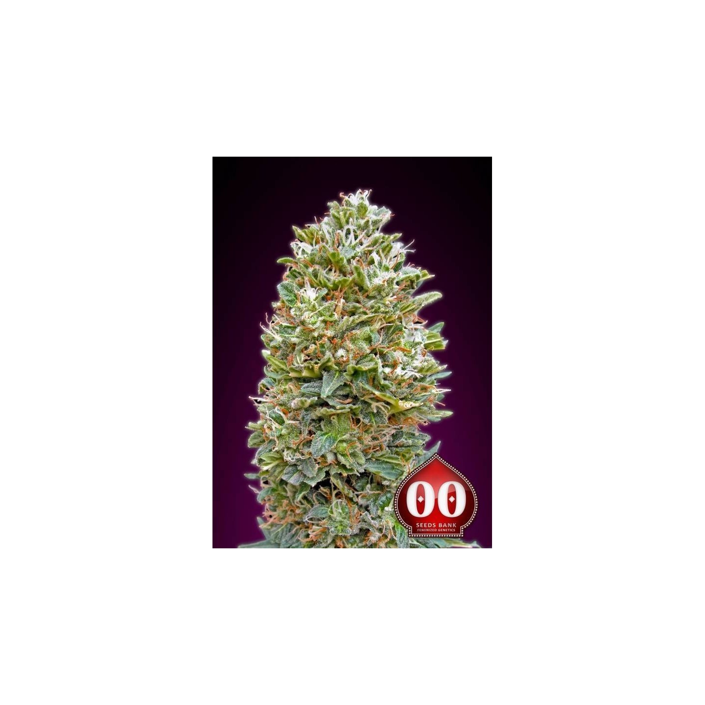 Bubble Gum Autofloreciente Feminizada de 00 Seeds