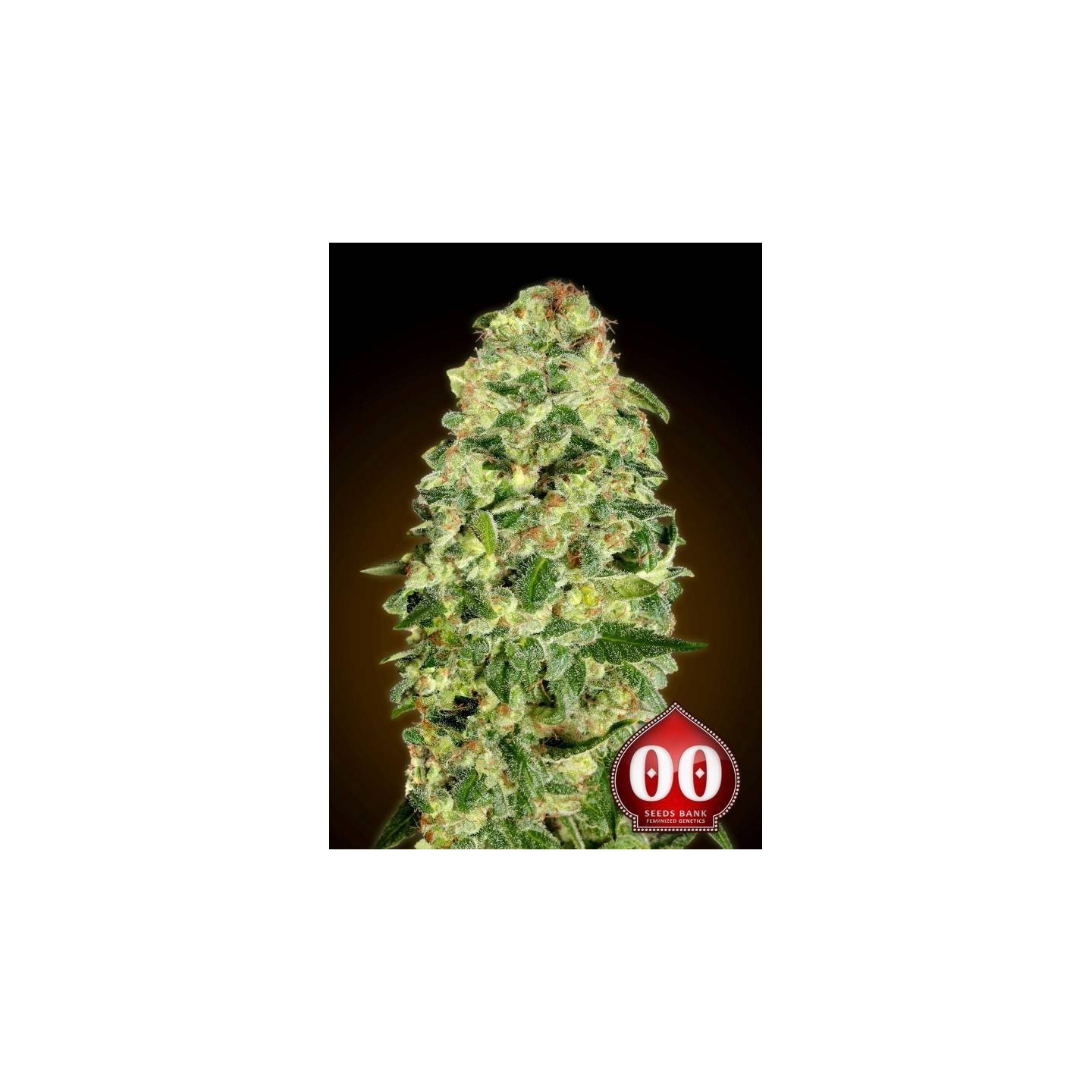 California Kush Autofloreciente Feminizada de 00 Seeds