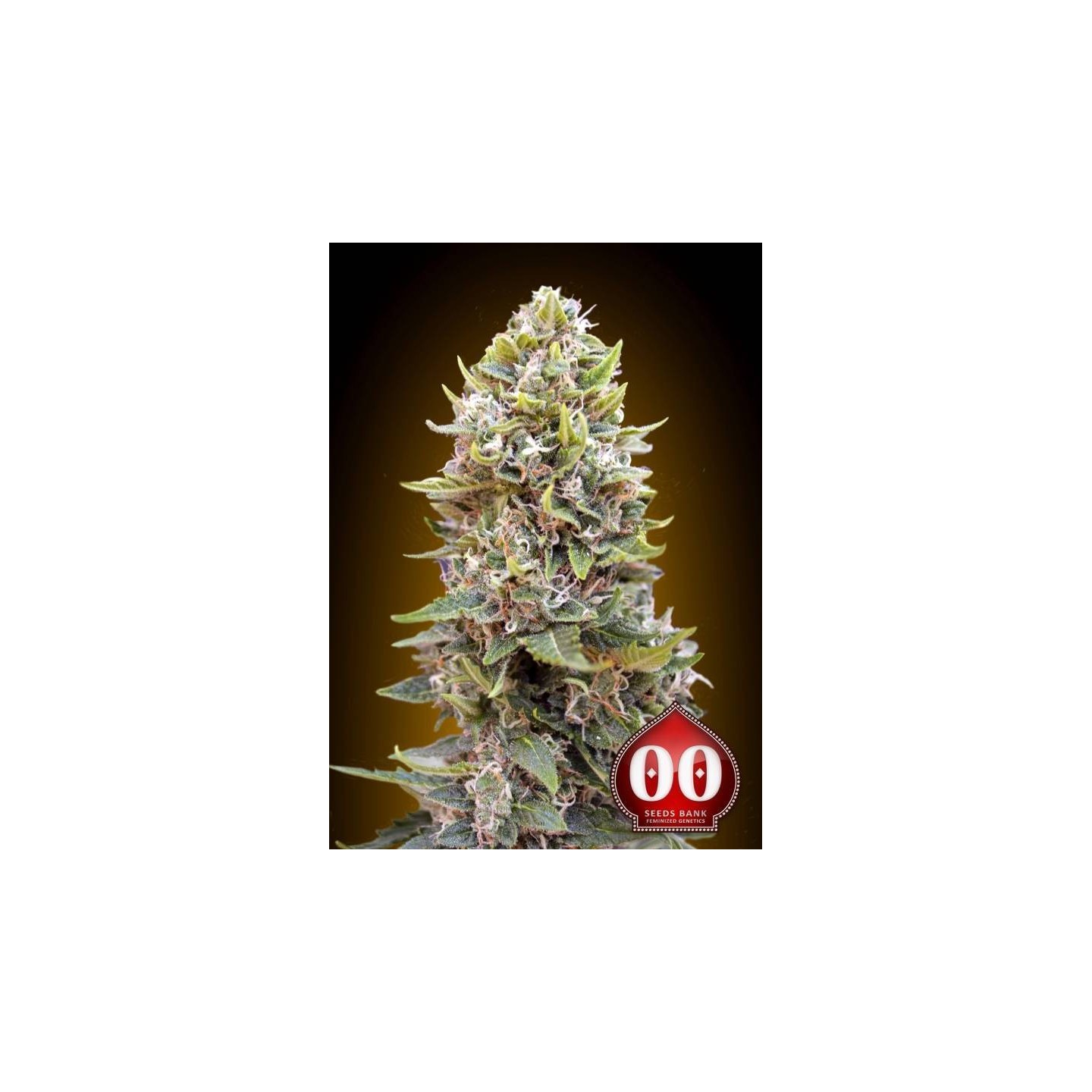 Cheese Berry Autofloreciente Feminizada de 00 Seeds