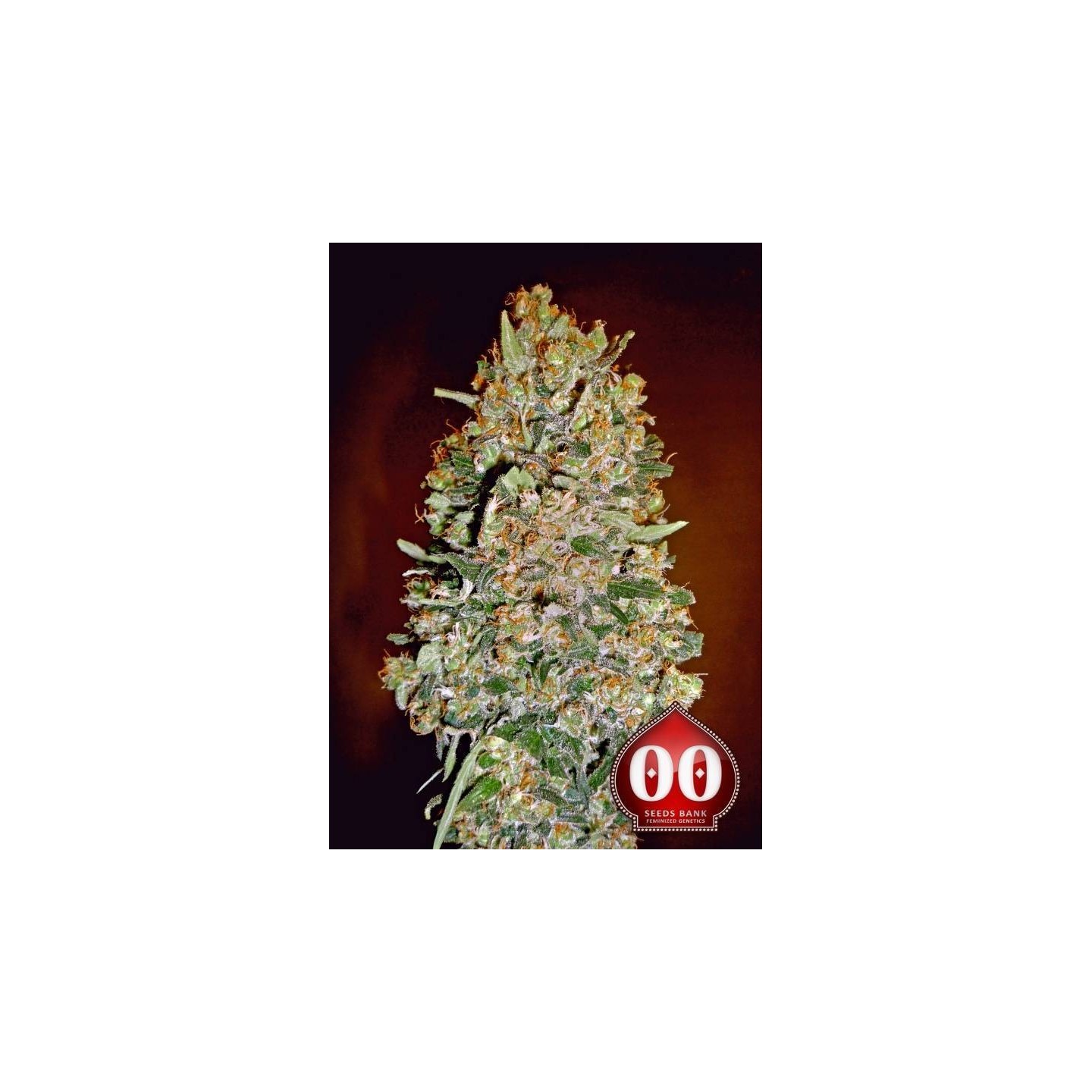 Chocolate Skunk Autofloreciente Feminizada de 00 Seeds