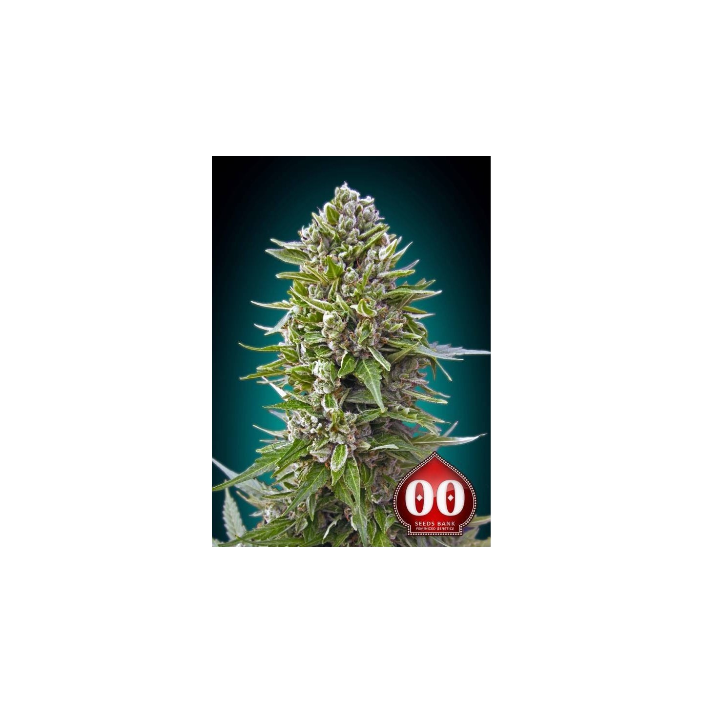 Northern Lights Autofloreciente Feminizada de 00 Seeds