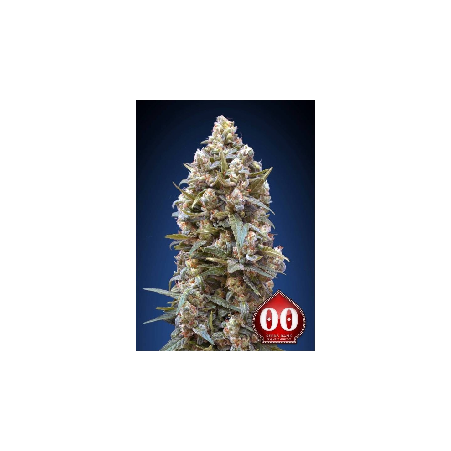 00 Kush Autofloreciente Feminizada de 00 Seeds