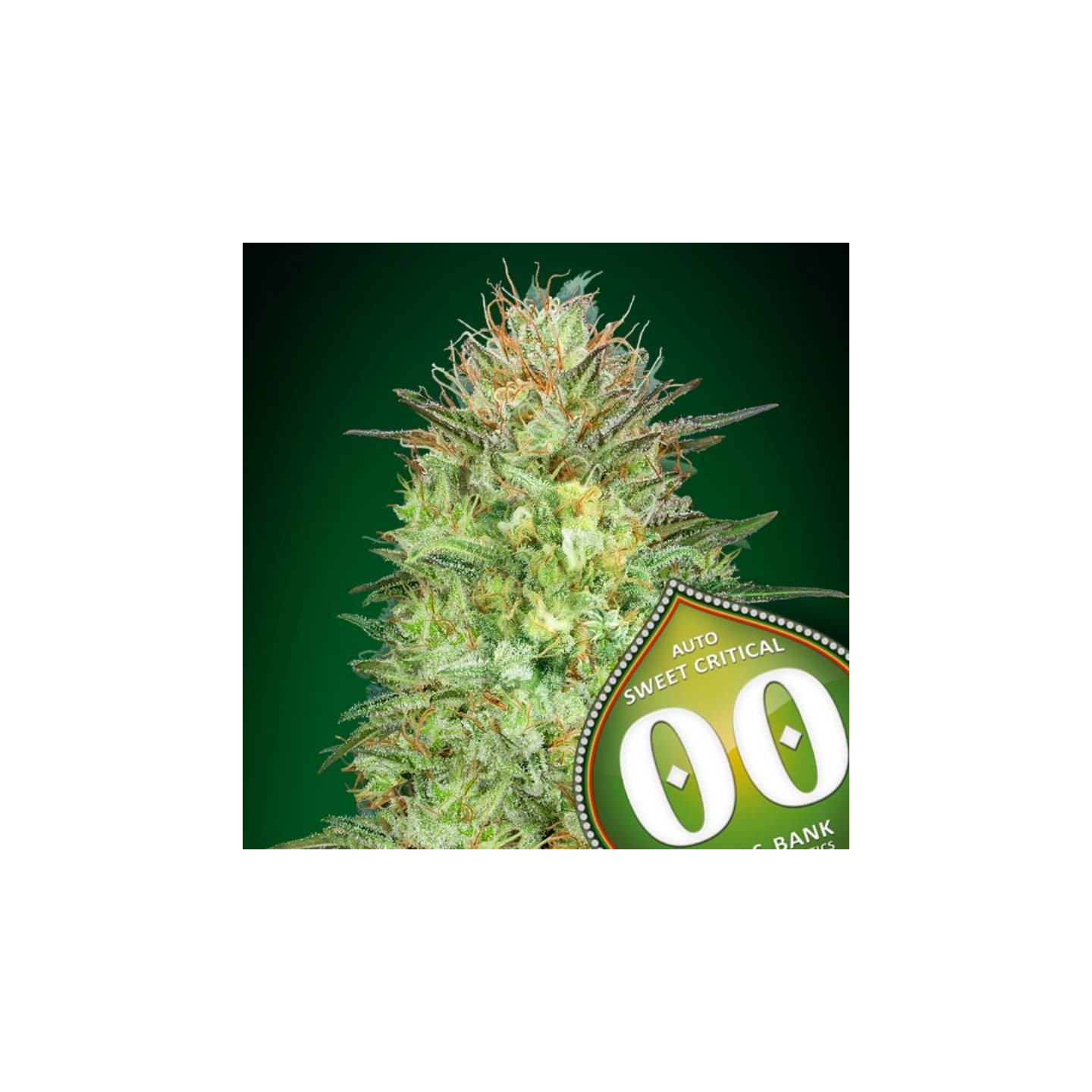 Sweet Critical Autofloreciente Feminizada de 