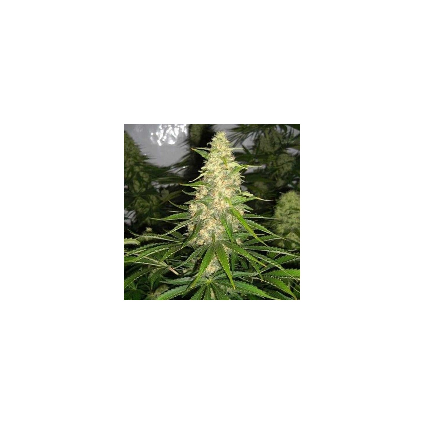 Critical Zero Feminizada (a granel) - OS de Genericos MP