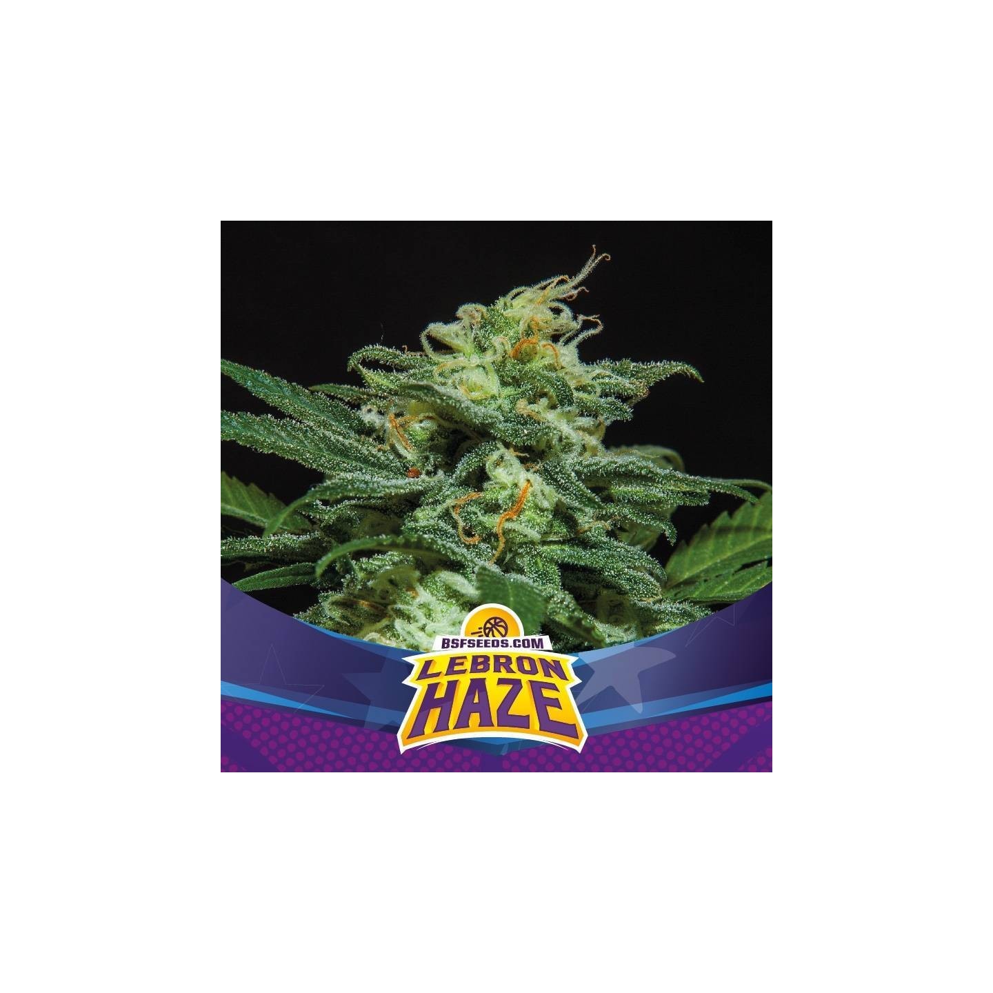 Lebron Haze XXL Auto de BSF Seeds
