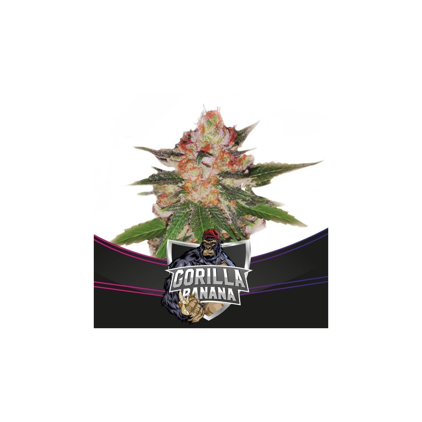 Gorilla Banana de BSF Seeds
