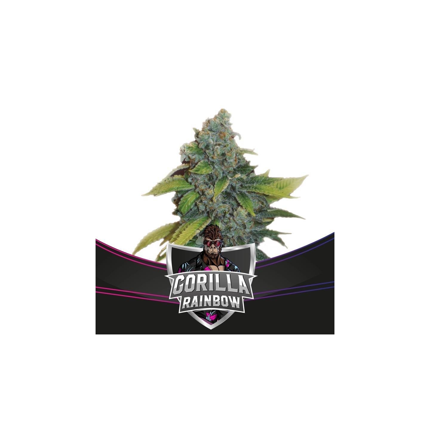 Gorilla Rainbows de BSF Seeds