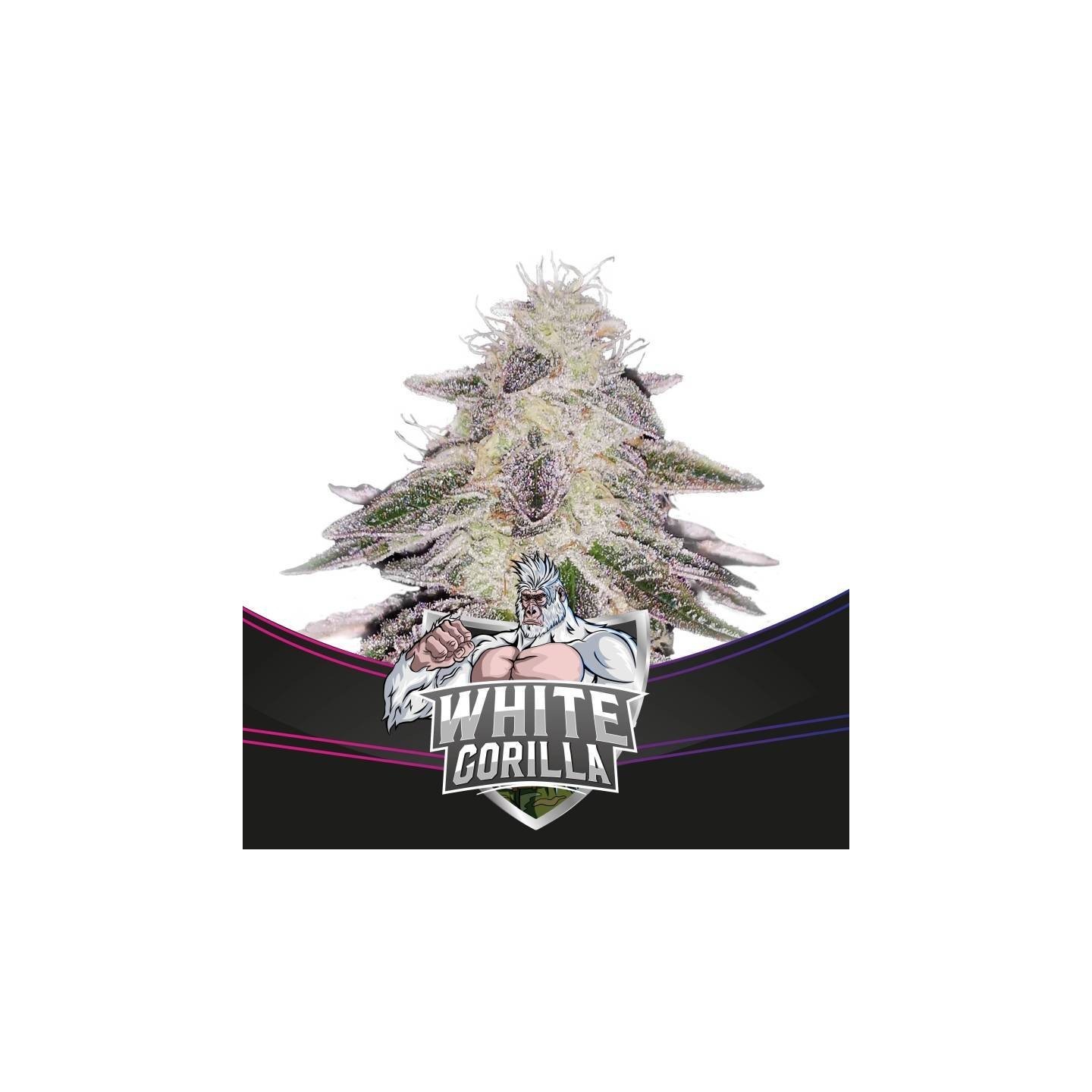 White Gorilla de BSF Seeds