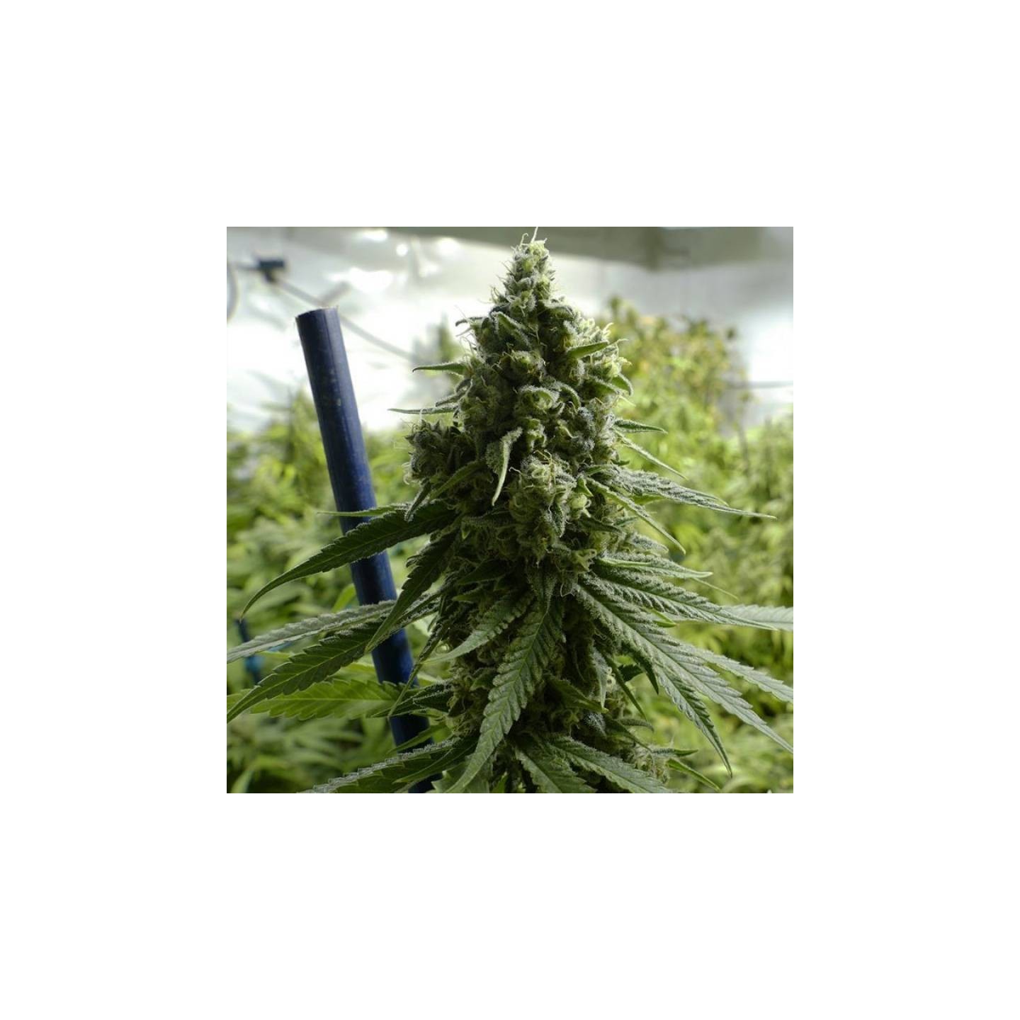 Super Lemon Haze Feminizada de BSF Seeds
