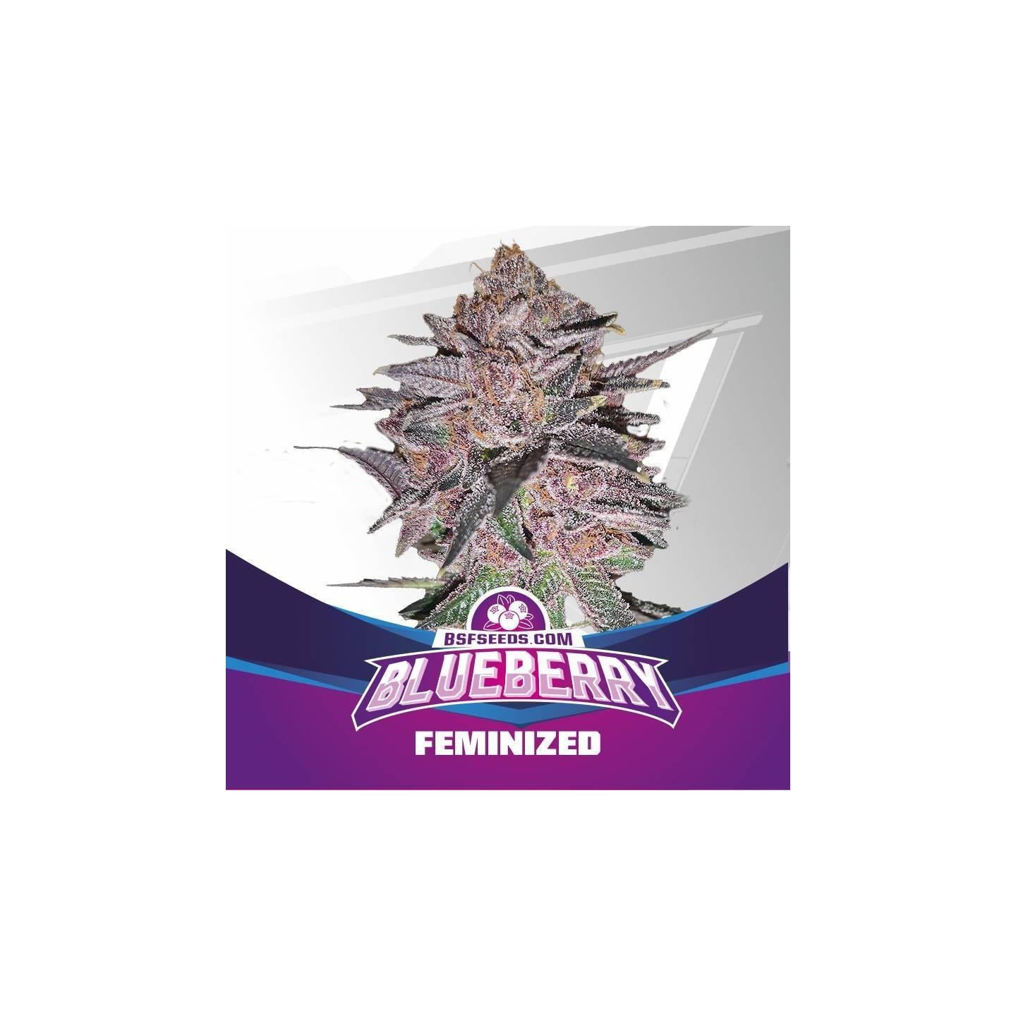 Blueberry Feminizada de BSF Seeds