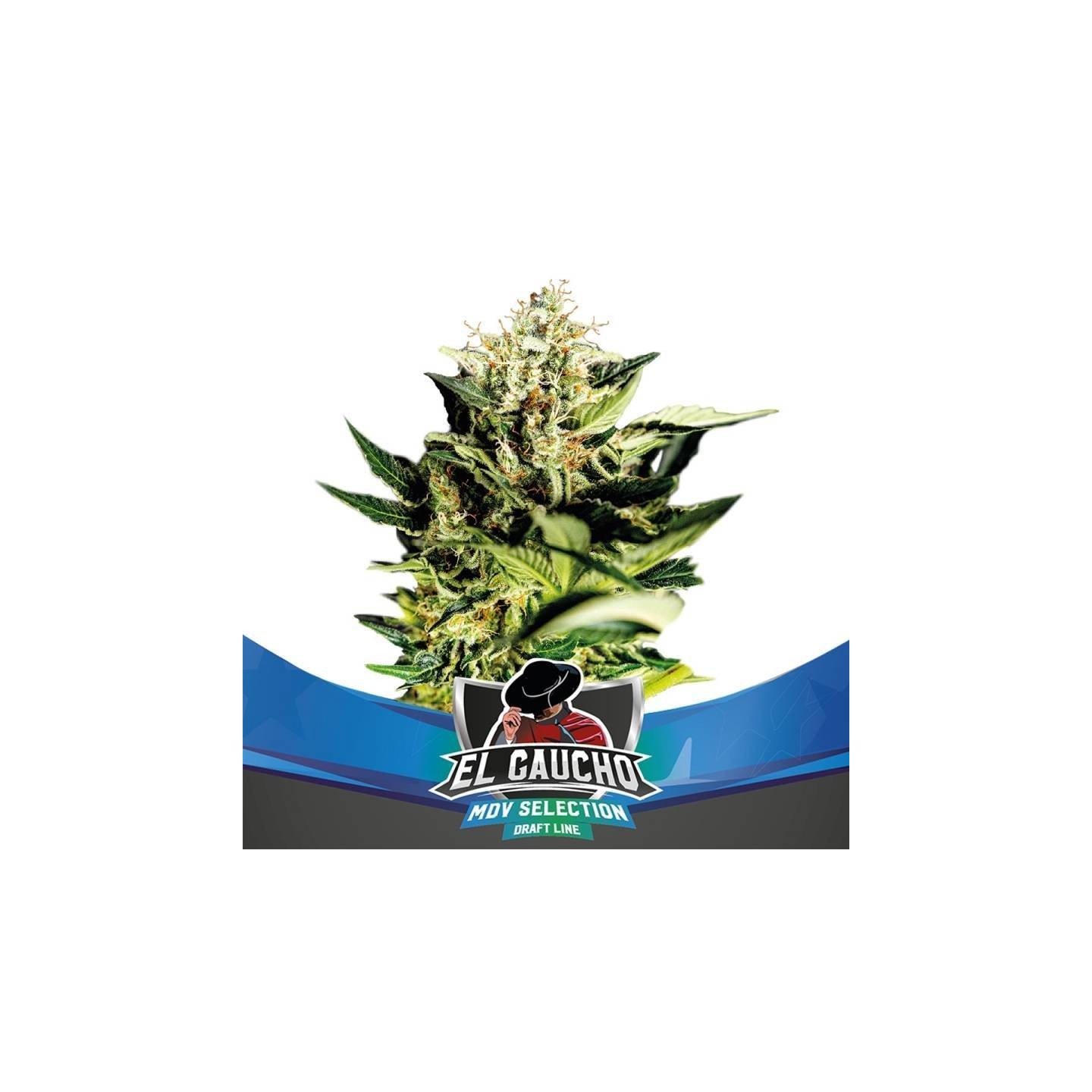 El Gaucho Fast version de BSF Seeds