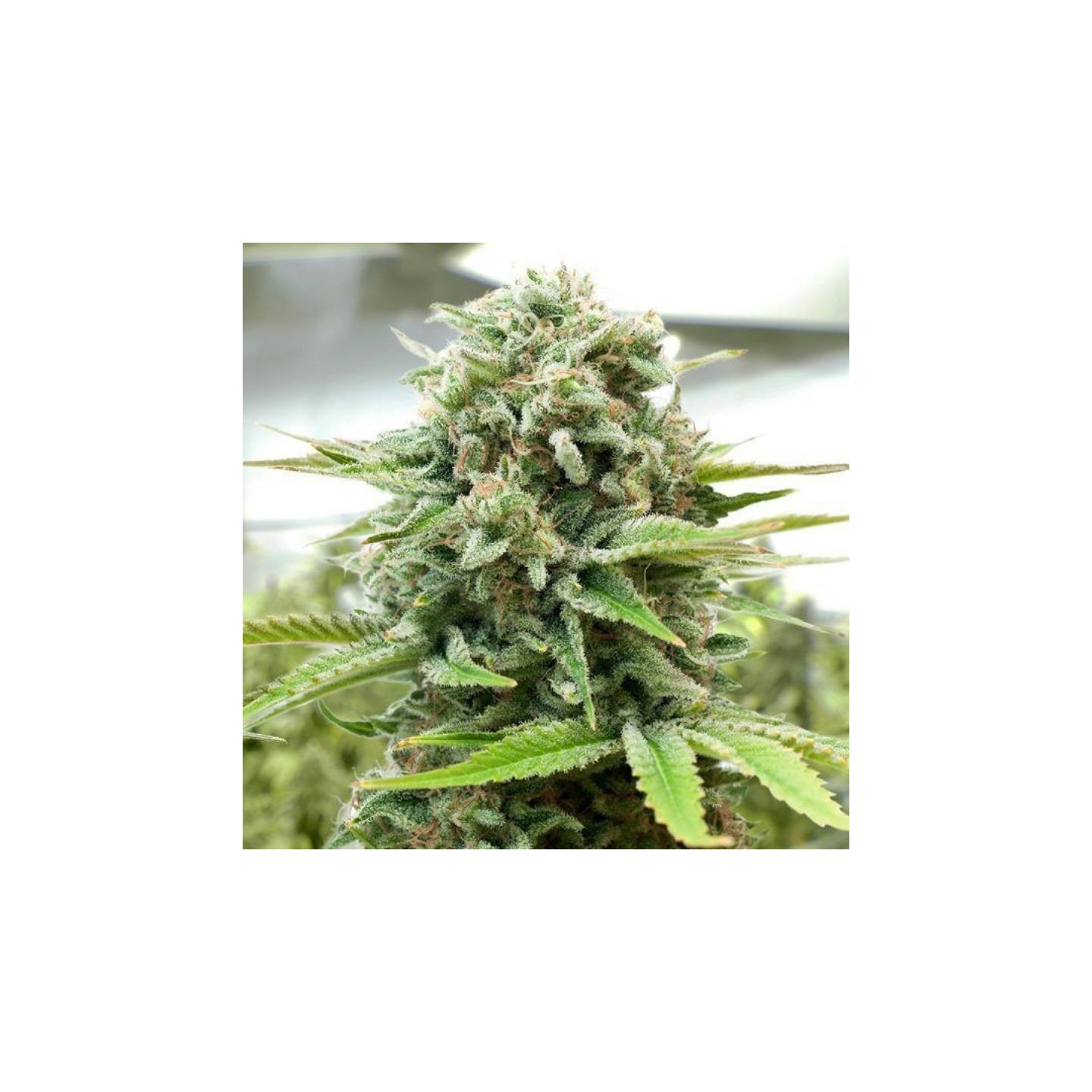 Moby-D Feminizada de BSF Seeds