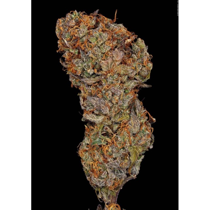 Apricot Candy de Paradise Seeds