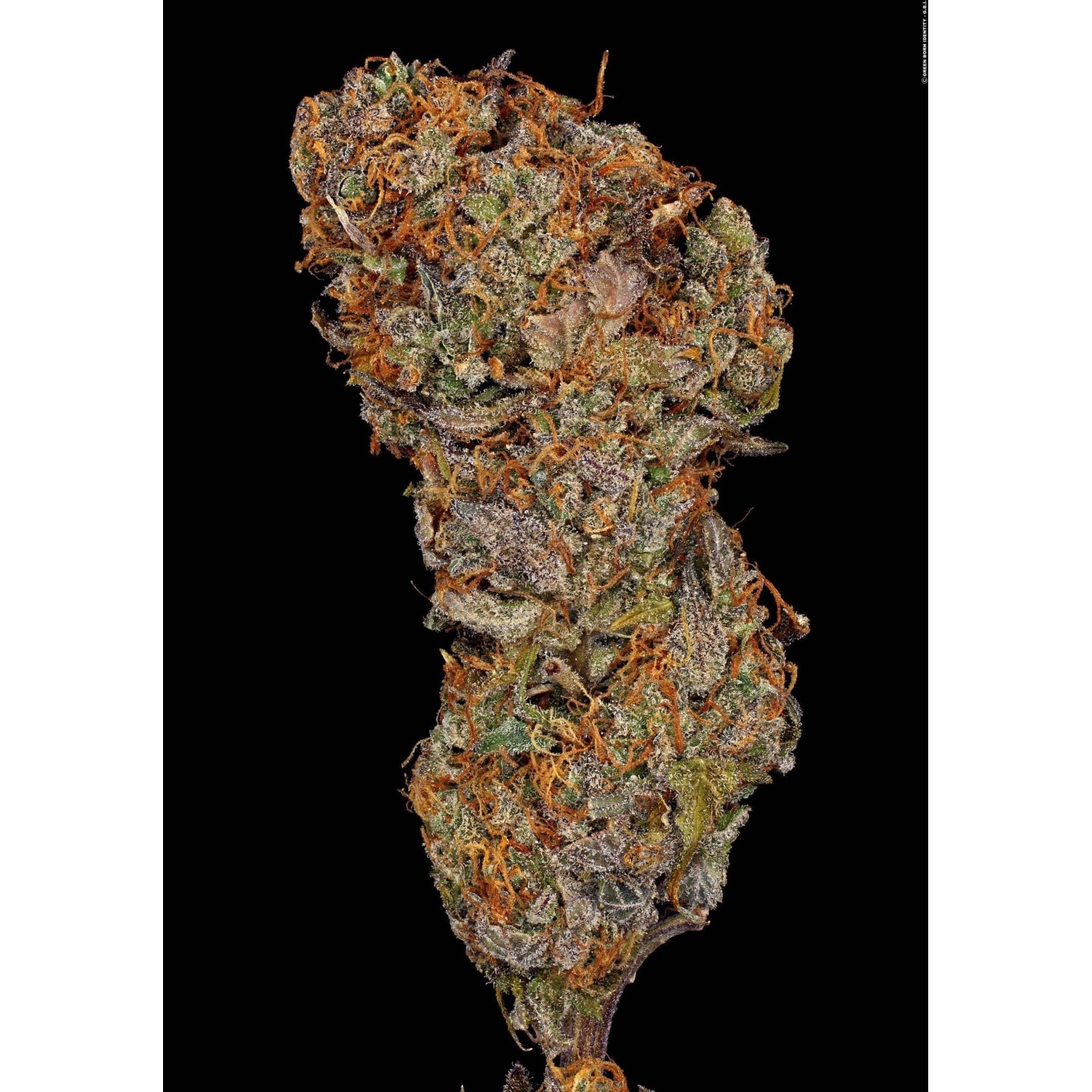 Apricot Candy de Paradise Seeds