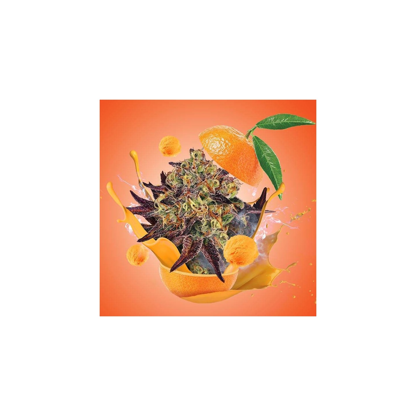 Tangerine Sorbet de Paradise Seeds