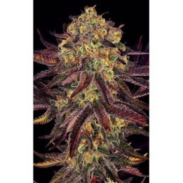 Tangerine Sorbet de Paradise Seeds