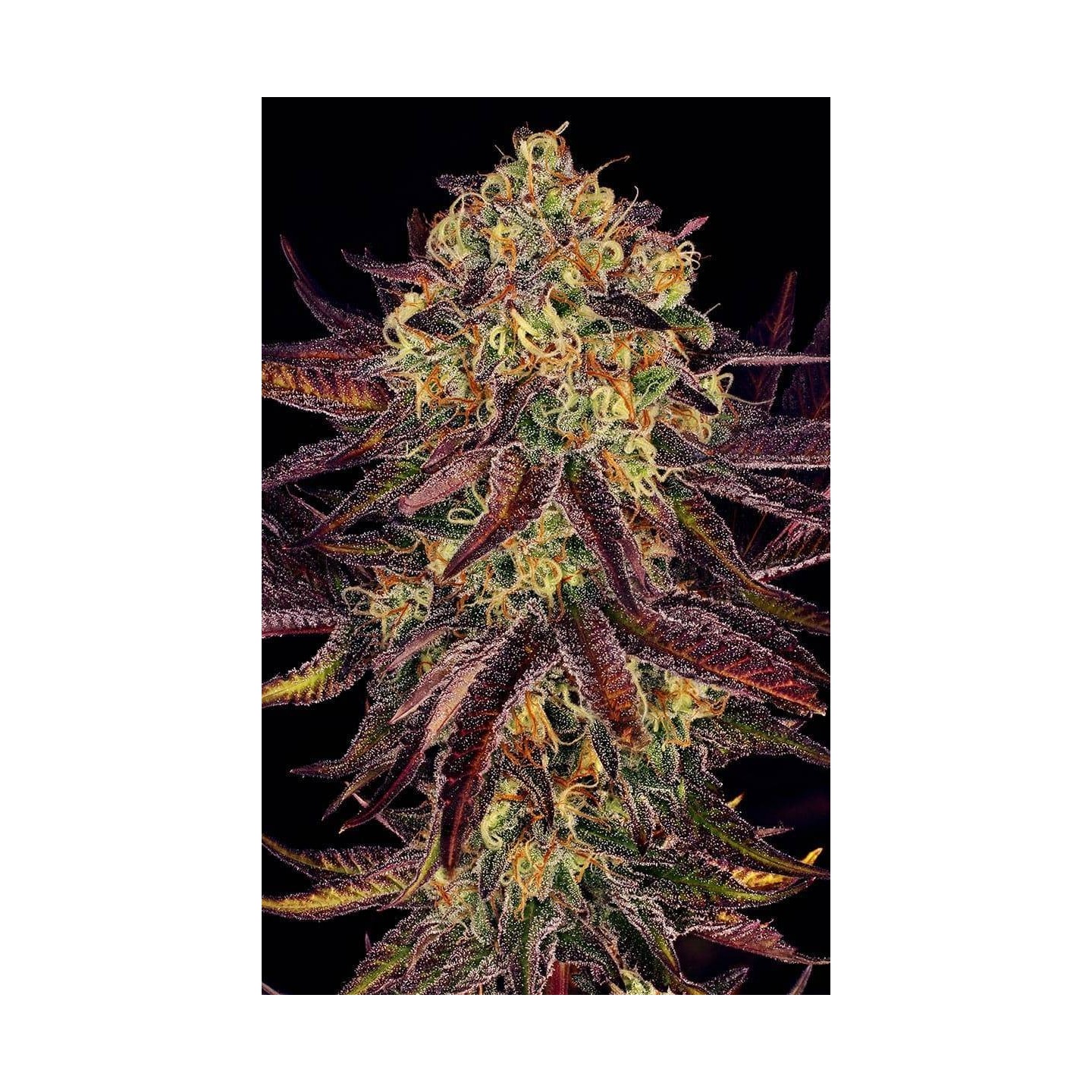 Tangerine Sorbet de Paradise Seeds