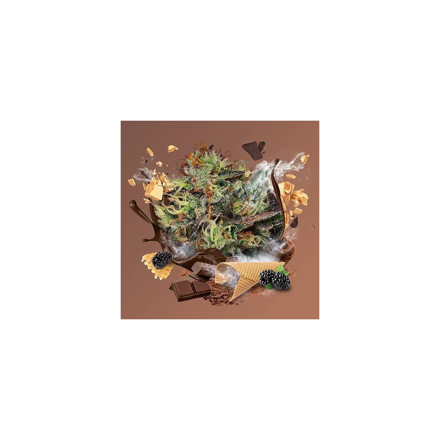 Chocolate Wafflez de Paradise Seeds