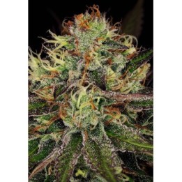 Chocolate Wafflez de Paradise Seeds