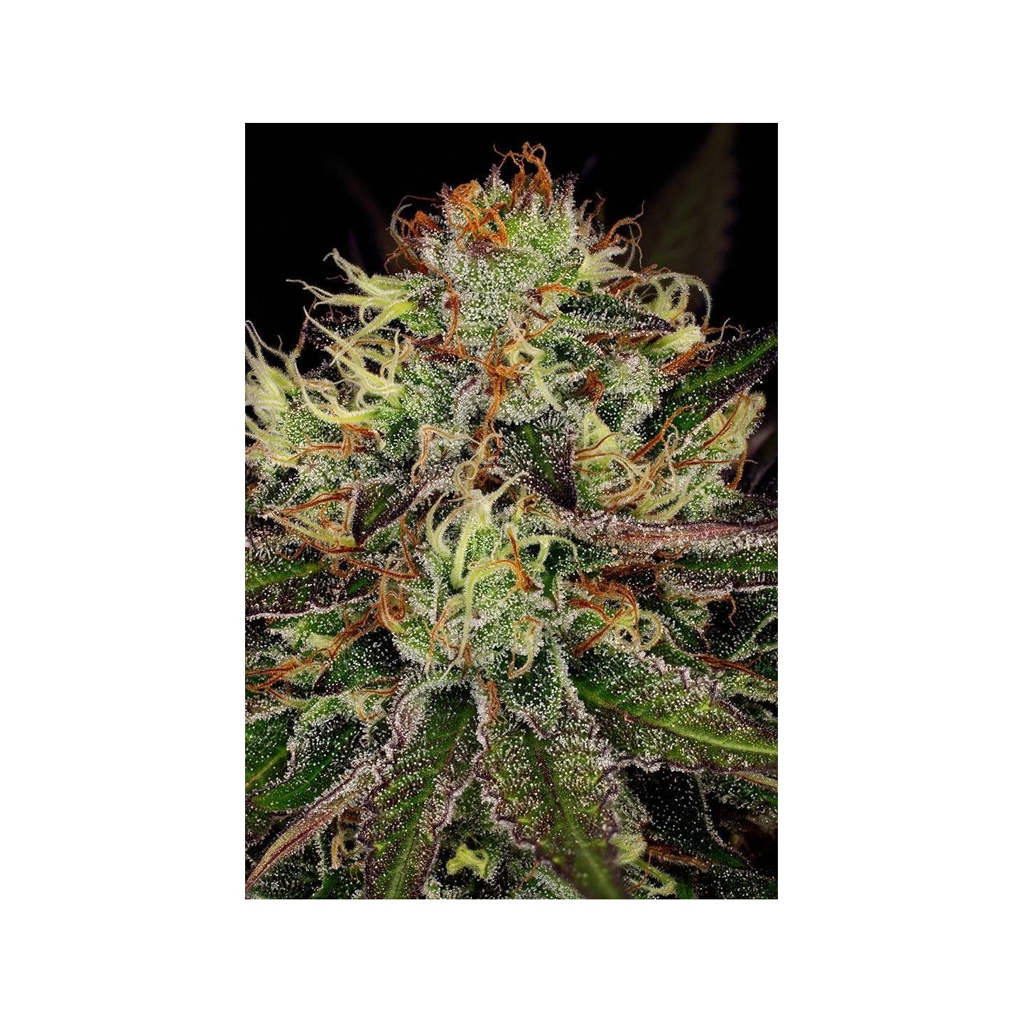 Chocolate Wafflez de Paradise Seeds
