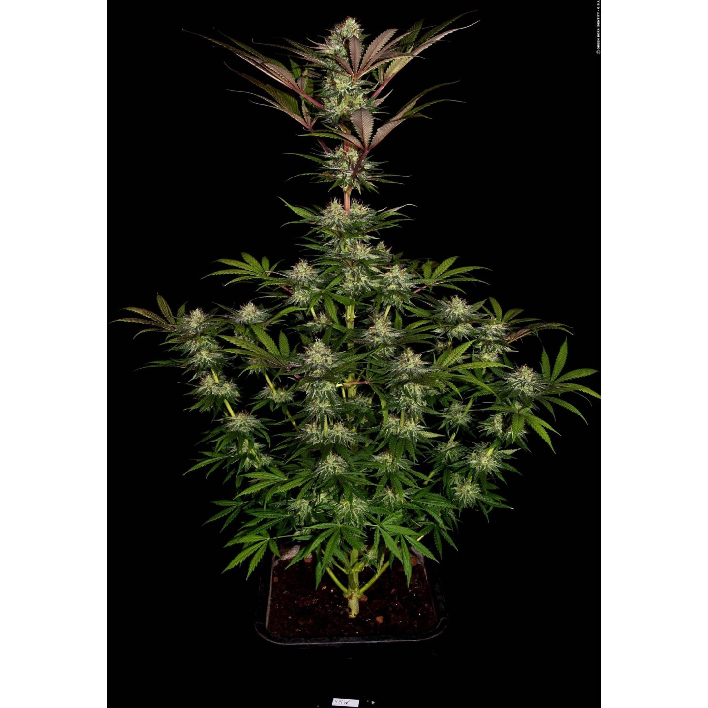 Chocolate Wafflez de Paradise Seeds
