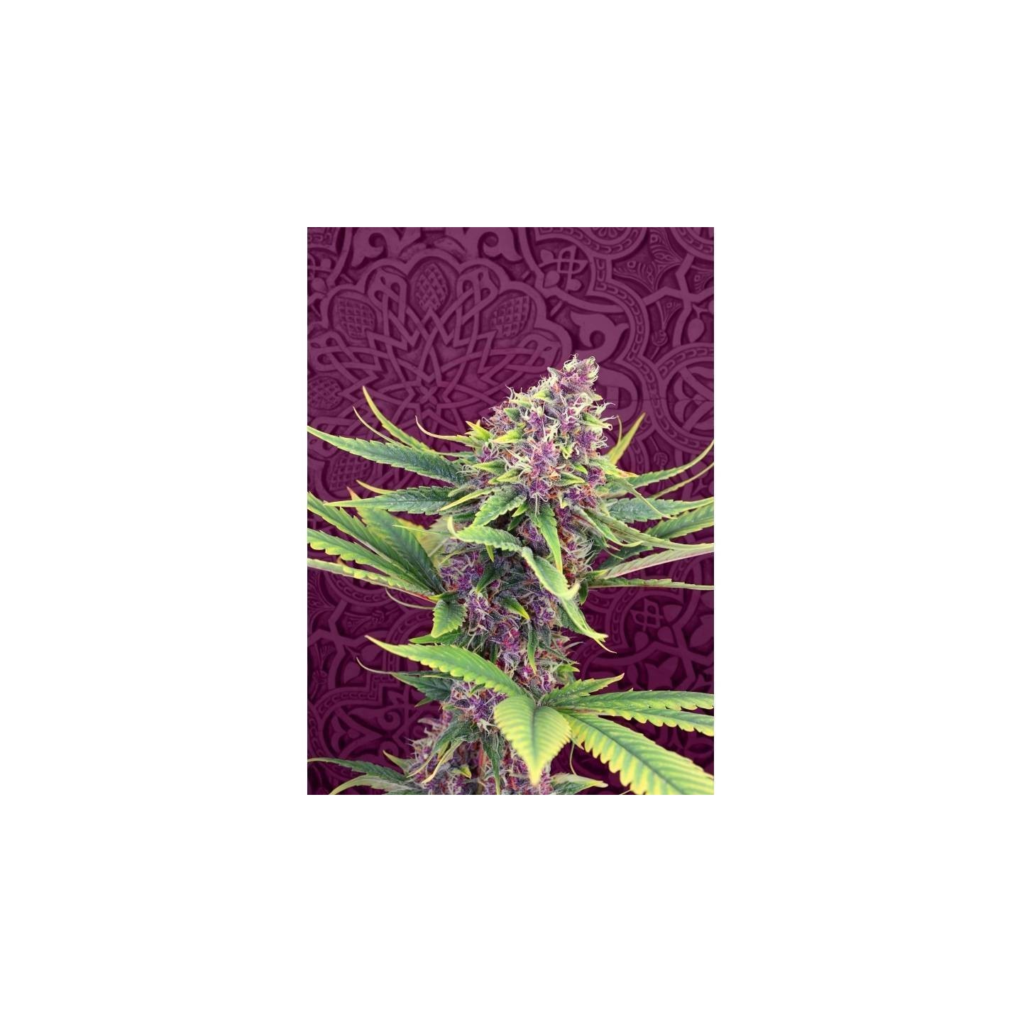 Purple Kush de Kannabia Seeds