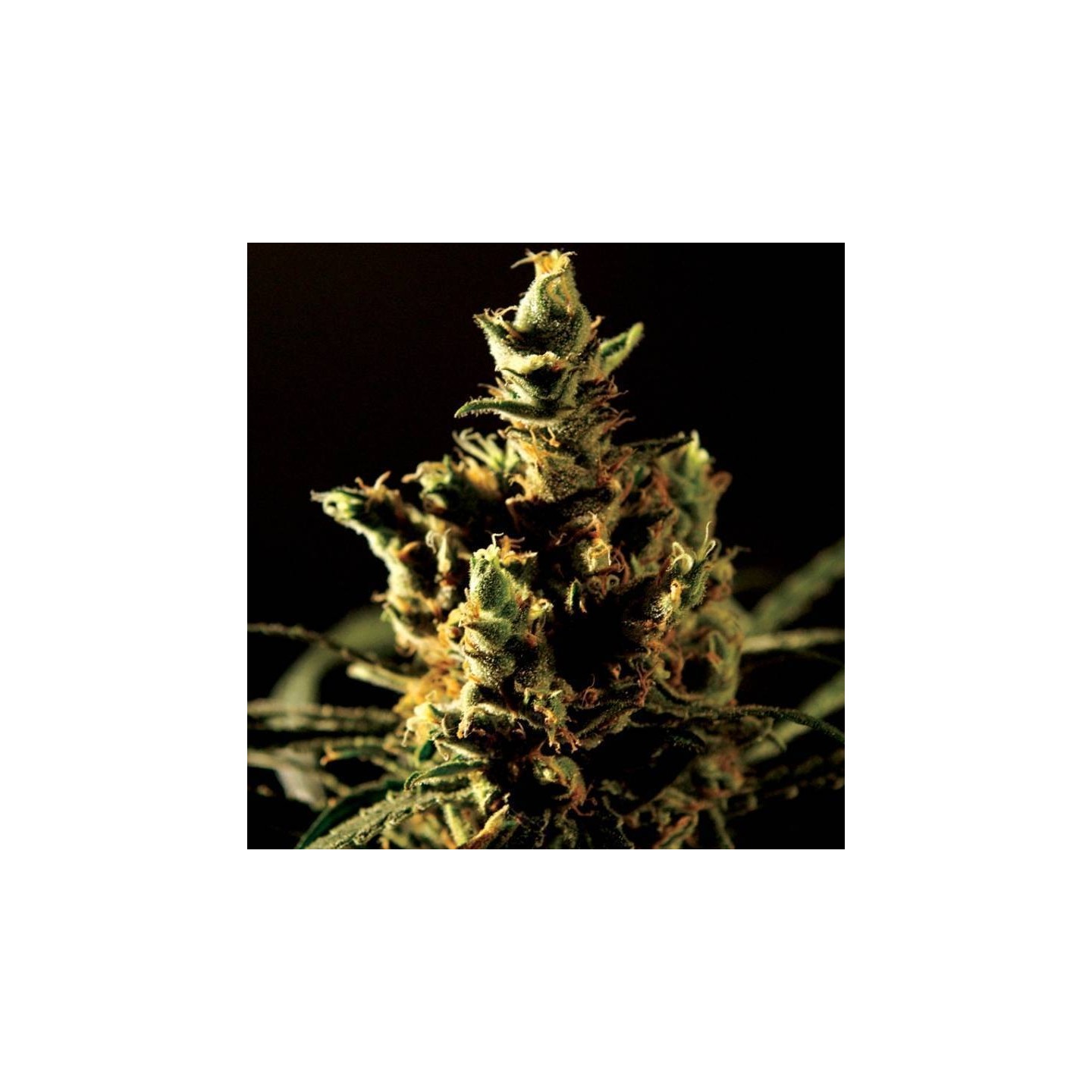 The Bulldog Haze Feminizada de The Bulldog Seeds