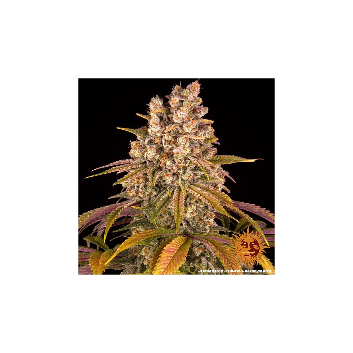 Lemon Tree de Barney's Farm