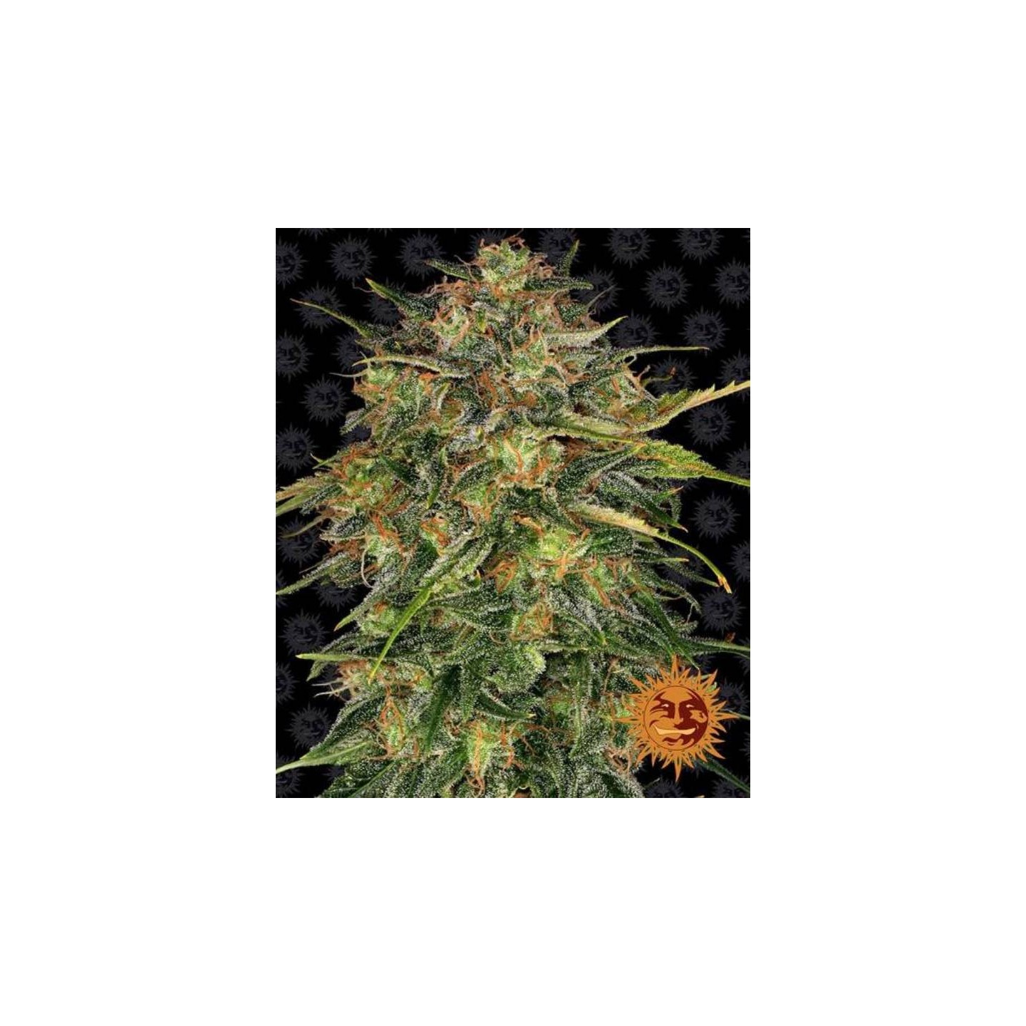 Cheese Feminizada de Barney's Farm