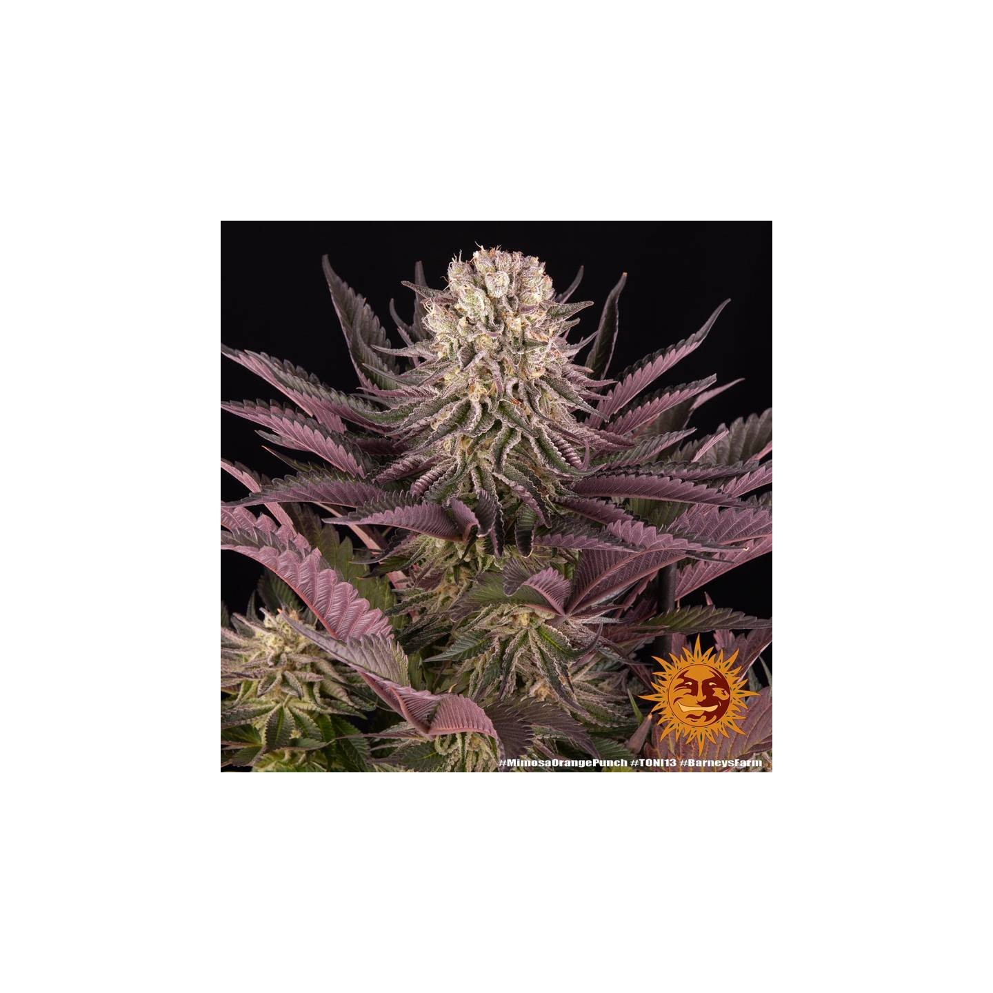 Mimosa x Orange punch Feminizada de Barney's Farm