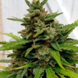 X-line Auto Critical Autofloreciente