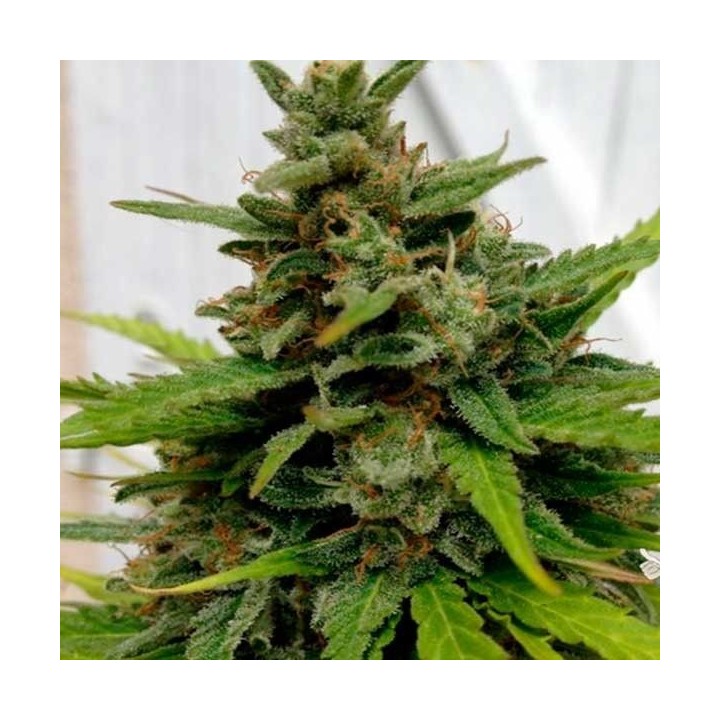 X-line Auto Critical Autofloreciente