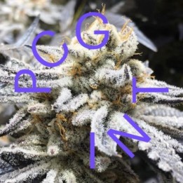 GELATO 33 X PURPLE PUNCH - Imagen 1