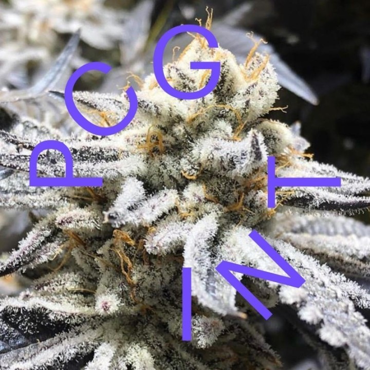 GELATO 33 X PURPLE PUNCH - Imagen 1