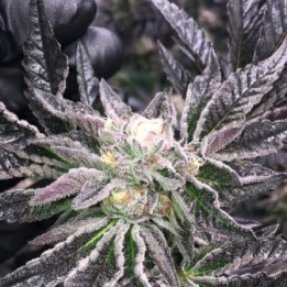 PCG COOKIES X KEY LIME PIE - Imagen 1