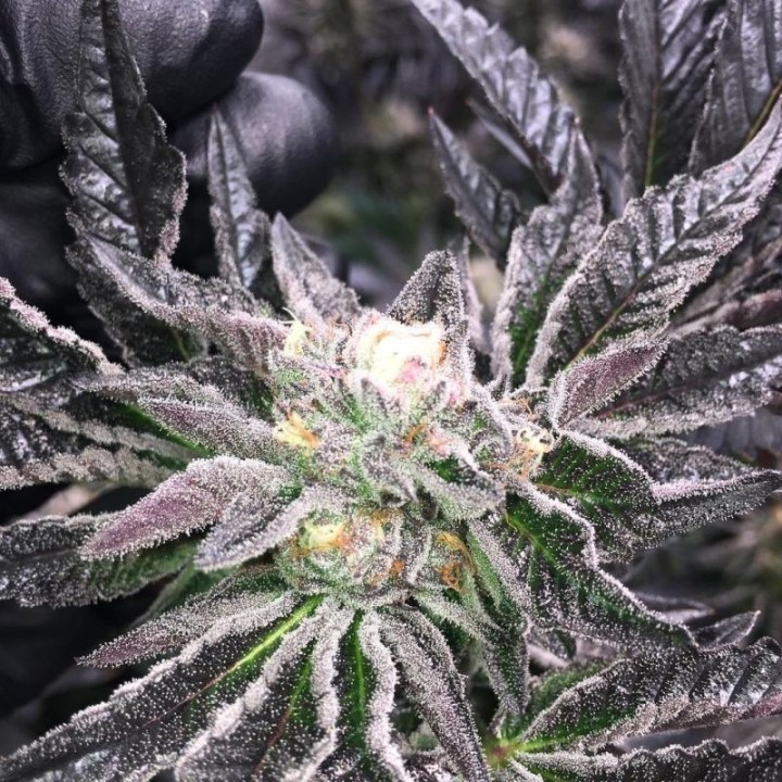 PCG COOKIES X KEY LIME PIE - Imagen 1