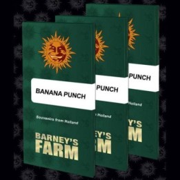 Banana Punch de Barney's Farm