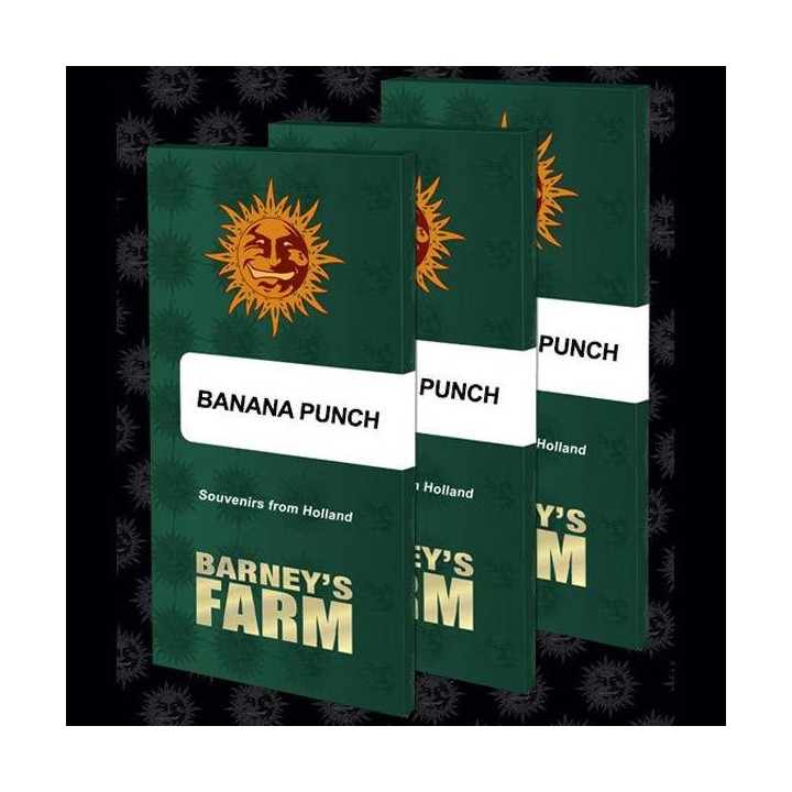 Banana Punch de Barney's Farm