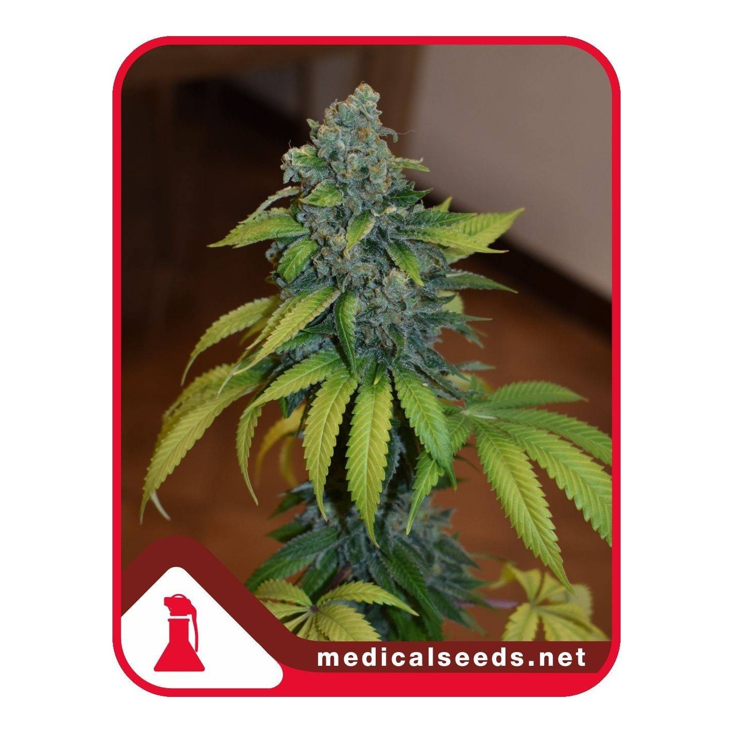 Zkittlez de Medical Seeds